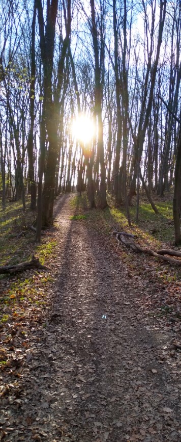 Psychotherapie als Weg